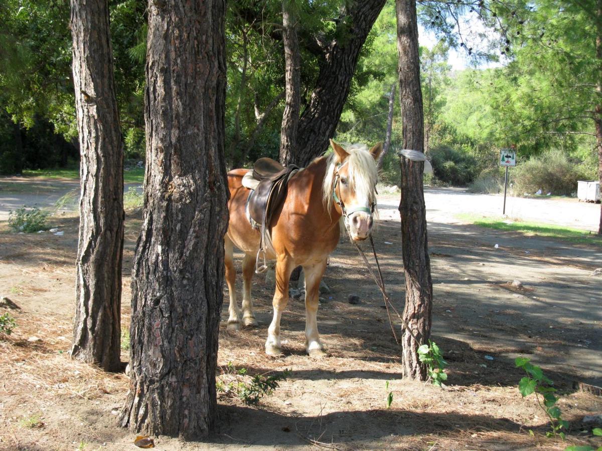 Oranj Ranch Hotel Kemer Exterior foto